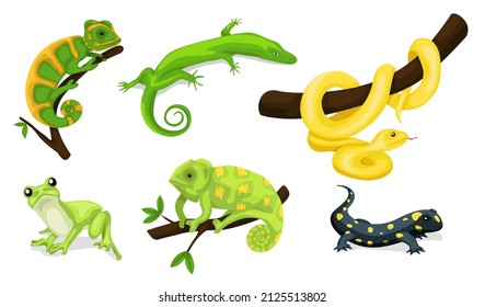 Reptile vector animal reptilian character  Serpent  reptile   amphibians  frog  iguana   python vector illustration set  Cartoon exotic amphibian   reptiles