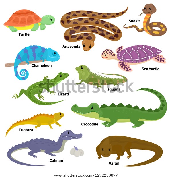 Reptile vector animal reptilian\
character lizard turtle iguana and chameleon pet illustration set\
of crocodile varan dragon isolated on white\
background