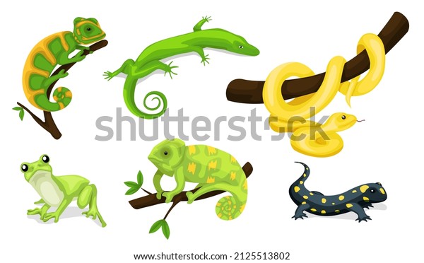 Reptile vector animal reptilian\
character. Serpent, reptile and amphibians, frog, iguana and python\
vector illustration set. Cartoon exotic amphibian and\
reptiles