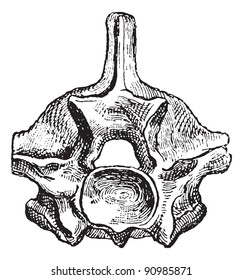 Reptile, Vertebra of a Python, vintage engraved illustration. Dictionary of words and things - Larive and Fleury - 1895.