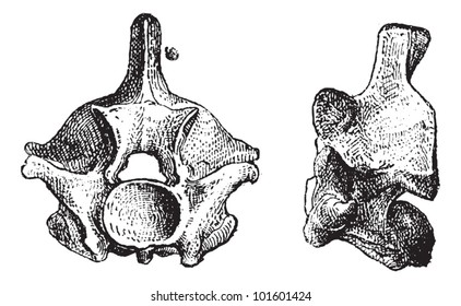 Reptile Vertebrae, mit Ansicht nach vorne (links) und Seitenansicht (rechts), gravierte Vintage-Illustration. Wörterbuch der Wörter und Dinge - Larive und Fleury - 1895