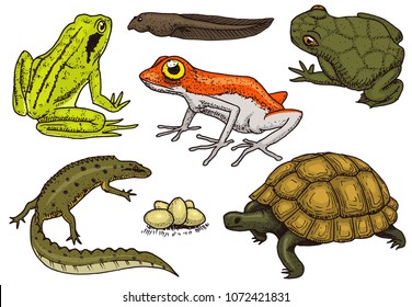 Reptiles and amphibians set. Pet and tropical animals. Wildlife and Frogs, lizard and turtle, chameleon and anuran Engraved hand drawn in old vintage sketch. Vector illustration. Exotic Zoology.