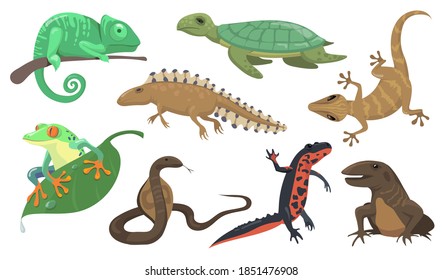 Reptiles and amphibians set. Turtle, lizard, triton, gecko isolated on shite background. Vector illustration for animals, wildlife, rainforest fauna concept