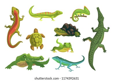 Reptiles and amphibians set of vector Illustrations