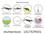 Reptiles Characteristics infographic diagram including scales scutes lay eggs cold blooded vertebrates heart four legged for biology science education