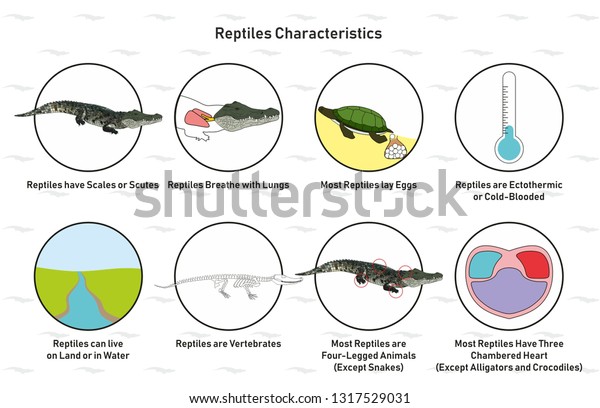 Reptiles Characteristics infographic diagram\
including scales scutes lay eggs cold blooded vertebrates heart\
four legged for biology science\
education