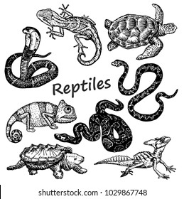 Reptiles set. Sketch. Snakes, turtles, lizards.