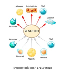 Resistin is a hormone from adipose tissue, regulator of inflammation, autoimmune processes, obesity and insulin resistance. Atherosclerosis and its related complications. Target cells for resistin