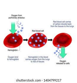 Oxygen Transport High Res Stock Images Shutterstock