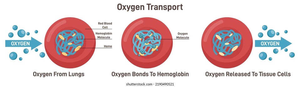 Respiration, Gas Exchange Mechanism. Red Blood Cells Oxygen Transportation, Binding To Hemoglobin, Releasing To Cells. Flat Vector Illustration