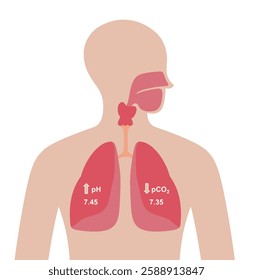 Respiratory Alkalosis shown on lungs. Alkalosis occurs when the body's pH level rises above the normal range of 7.35 to 7.45. Vector illustration.