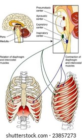 Respiratory control centers