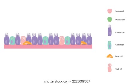 Respiratory epithelial cells illustration. Differents types of respiratory epithelial cells representation.