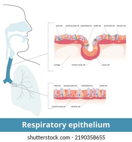 Atemepithel. Gewebe der Atemwege des Menschen mit spezifischen Zellen: Zell-, Goblet-, Bürsten- und Basalzellen. Leichte Muskelzellen, die von dendritischen Zellen und Knorpel innert werden. Lungenhistologie.