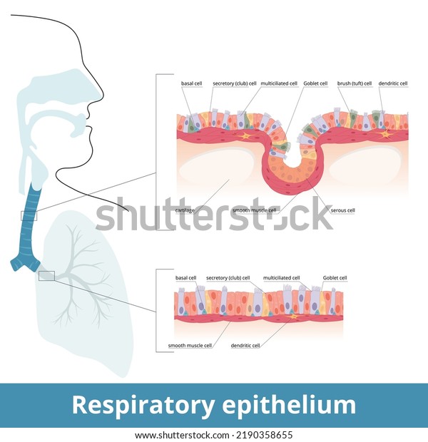 Respiratory epithelium. Human respiratory\
tract tissue with specific cells: ciliated, goblet, brush and basal\
cells. Smooth muscle cells innervated by dendritic cells and\
cartilage. Lungs\
histology.