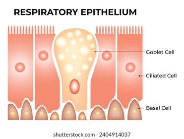 Diagrama de la Ilustración del Vector de Diseño Científico del Epitelio Respiratorio
