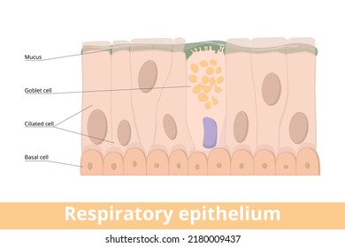 Respiratory epithelium. A type of ciliated columnar epithelium found lining most of the respiratory tract as respiratory mucosa including goblet cell, basal and ciliated cells, mucus.