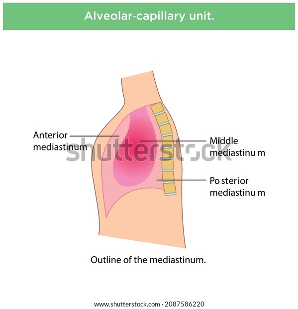 Respiratory Membrane Alveolus Detailed Anatomy Oxygen Stock Vector ...