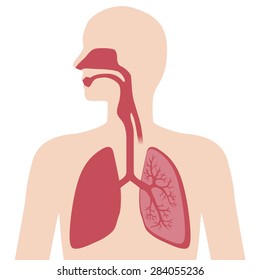 the respiratory organs