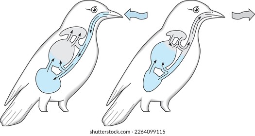 Respiratory patterns in birds vector