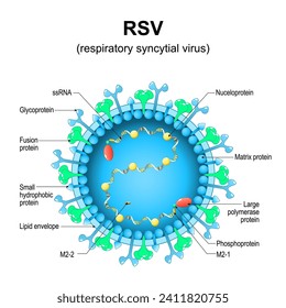 Respiratory syncytial virus. RSV structure. Close-up of a orthopneumovirus. Virion anatomy. Magnified of virus that causes infections of a human respiratory tract. Vector diagram