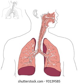 Respiratory system and Actinomycosis in humans. Vector illustration.