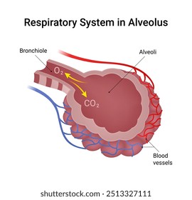 Respiratory System in the Alveolus