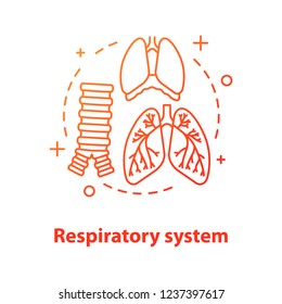 Respiratory system anatomy concept icon. Pulmonology idea thin line illustration. Healthcare. Human lungs, trachea, diaphragm. Vector isolated outline drawing