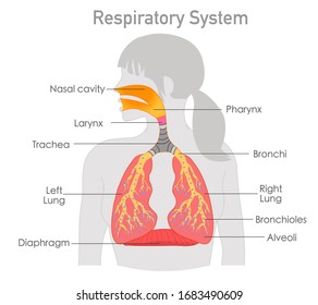 Respiratory system anatomy. Respiration structure. Woman gray body. Breathing in out. Explanations section. Organs parts lungs, trachea, diaphragm, alveoli, larynx, bronchi illness.  Biology Vector