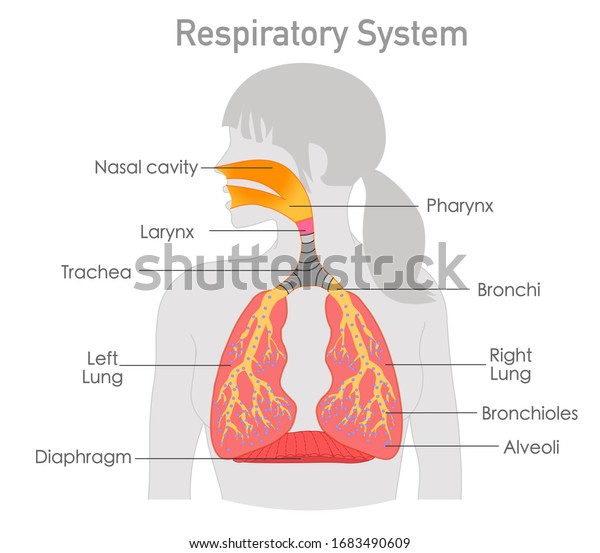 Respiratory system anatomy. Respiration structure.\
Woman gray body. Breathing in out. Explanations section. Organs\
parts lungs, trachea, diaphragm, alveoli, larynx, bronchi illness. \
Biology Vector