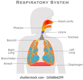 Respiratory system anatomy. Sexless gray silhouette body diagram. Explanations annotated. Organs nasal cavity pharynx diaphragm alveoli larynx bronchioles White background. Biology illustration Vector