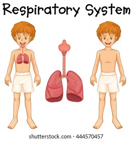 Respiratory system in boy illustration