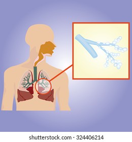 Respiratory system. Bronchi enlarged