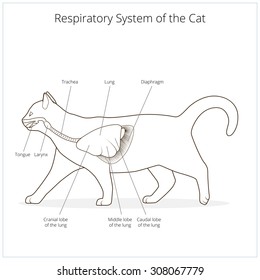 Respiratory system of the cat vector illustration