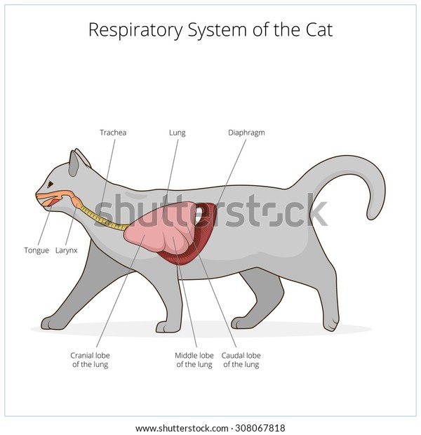 laryngopharynx cat