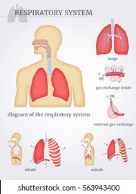 Respiratory System: Diagram Of The Respiratory System With Lungs, Inside Gas Exchange, External Gas Exchange, Inhale And Exhale. On A White Background. Vector