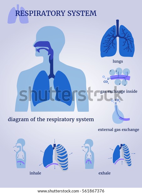 Respiratory system:\
diagram of the respiratory system with lungs, inside gas exchange,\
external gas exchange, inhale and exhale. On a white background.\
The blue color\
scheme.
