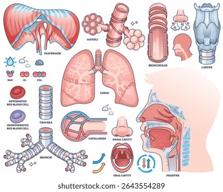 Diagrama do sistema respiratório mostra pulmões, traqueia e alvéolos com peças rotuladas para planilhas educacionais. Coleção de estilos de estrutura de tópicos