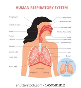 Respiratory System Of Human The Anatomy Of Airways Vector Medical Banner Or Placard Illustration With Names Of Breathing Organs. Physiology Educational Diagram.