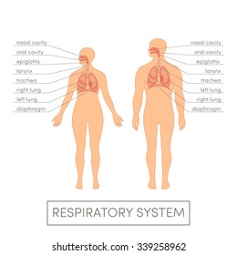 Respiratory system of a human. Cartoon vector illustration for medical atlas or educational textbook. Male and female physiology.