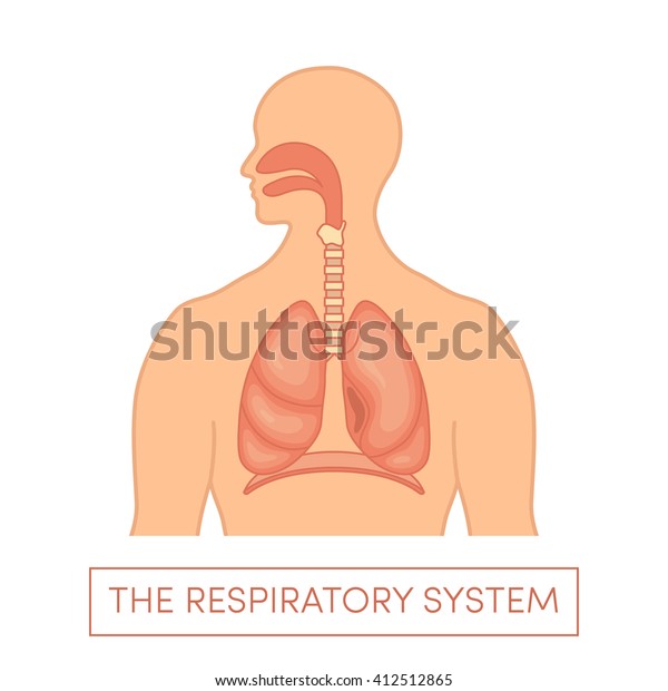 Respiratory System Human Cartoon Vector Illustration Stock Vector ...