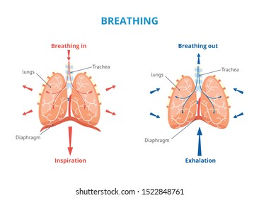 Respiratory system of human depicting breathing in and out airway vector medical banner or placard illustration with inscriptions. Anatomy and physiology educational diagram.