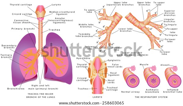 the trachea, bronchi, and terminal bronchioles contribute to anatomic dead space because: the trachea, bronchi, and terminal bronchioles contribute to anatomic dead space because: