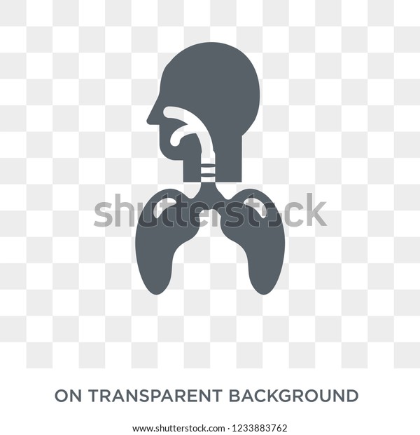 Respiratory System icon. Trendy flat vector Respiratory\
System icon on transparent background from Human Body Parts\
collection. 