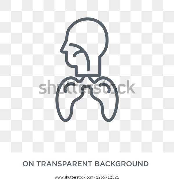 Respiratory System icon. Trendy flat vector\
Respiratory System icon on transparent background from Human Body\
Parts collection. High quality filled Respiratory System symbol use\
for web and mobile