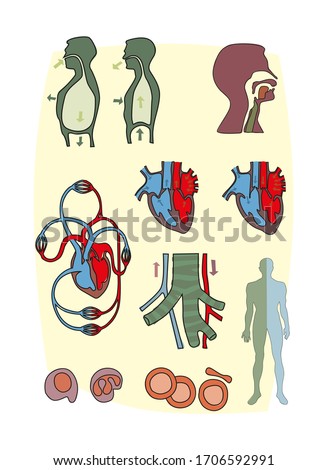 Respiratory system illustration set. Heart, lungs, airways, arteries, trachea, body  and cells. Cartoon style vector illustration.