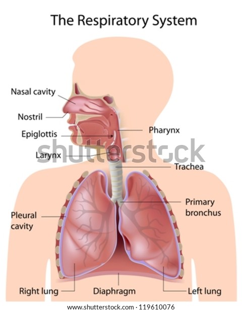 The respiratory system,\
labeled