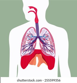 respiratory system lungs vector human body illustration 