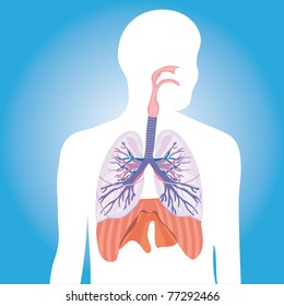 6,276 Diaphragm body Images, Stock Photos & Vectors | Shutterstock