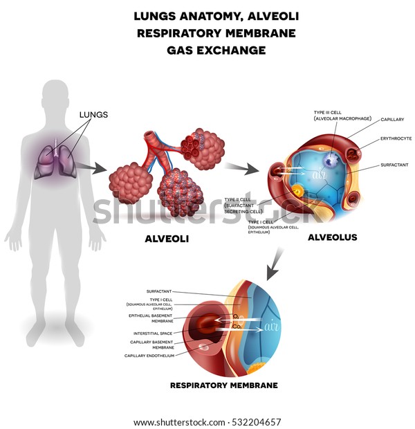呼吸器や肺 肺胞 肺胞の呼吸膜 細かい解剖 酸素 毛細血管間の二酸化炭素の交換 外呼吸機構 のベクター画像素材 ロイヤリティフリー